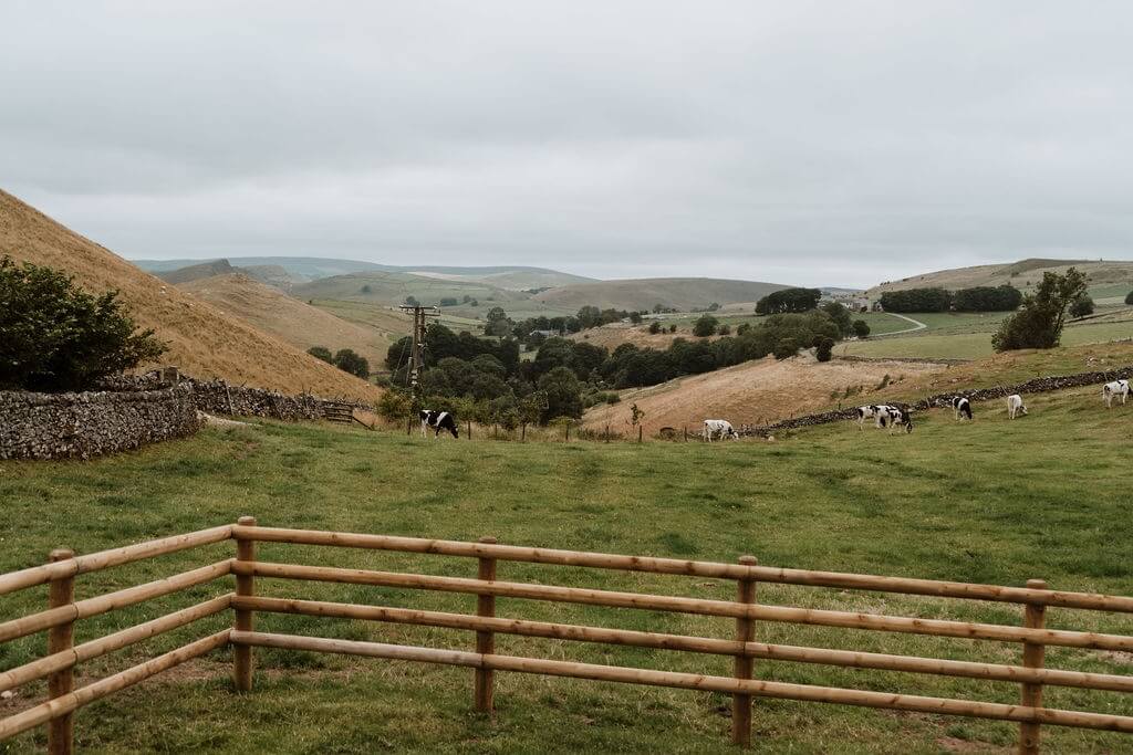 View Over A Field Into The Valley With Cows In The Distance