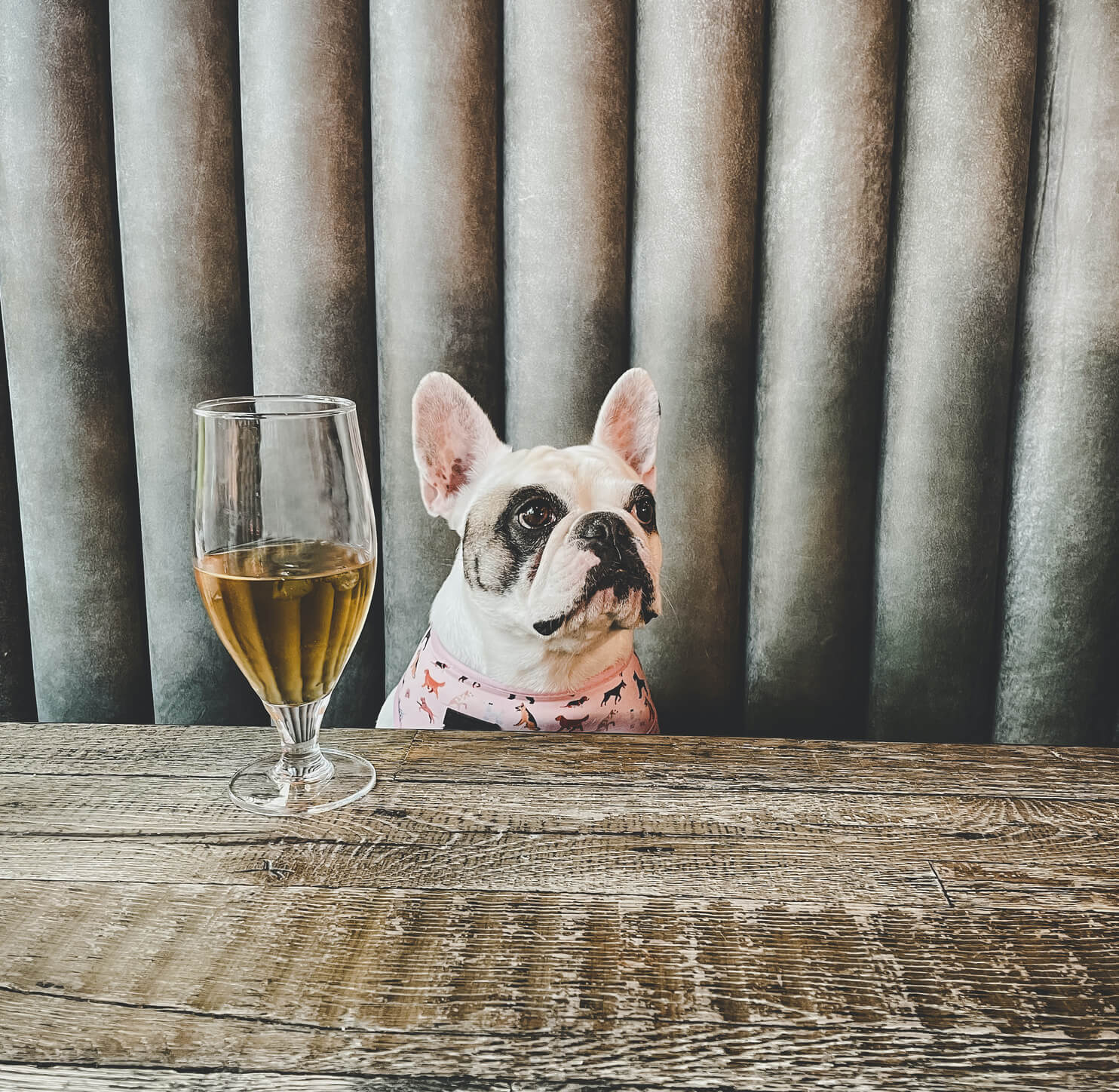 Dog Friendly Pubs