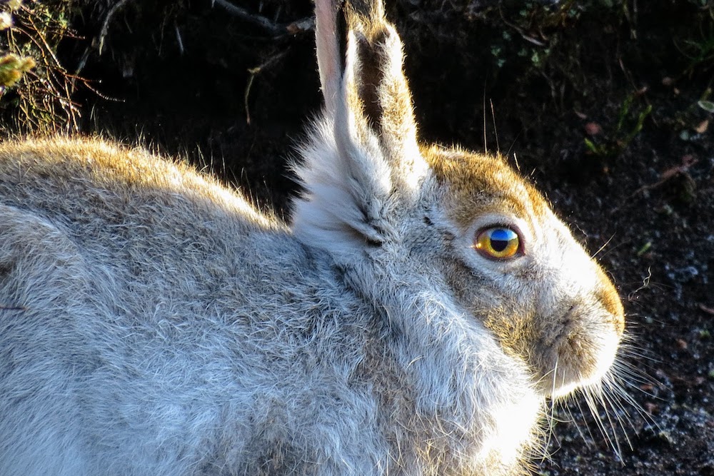 Rare Mountain Hare Can Be Viewed On Walks Directly From Your Wheeldon Trees Cottage.