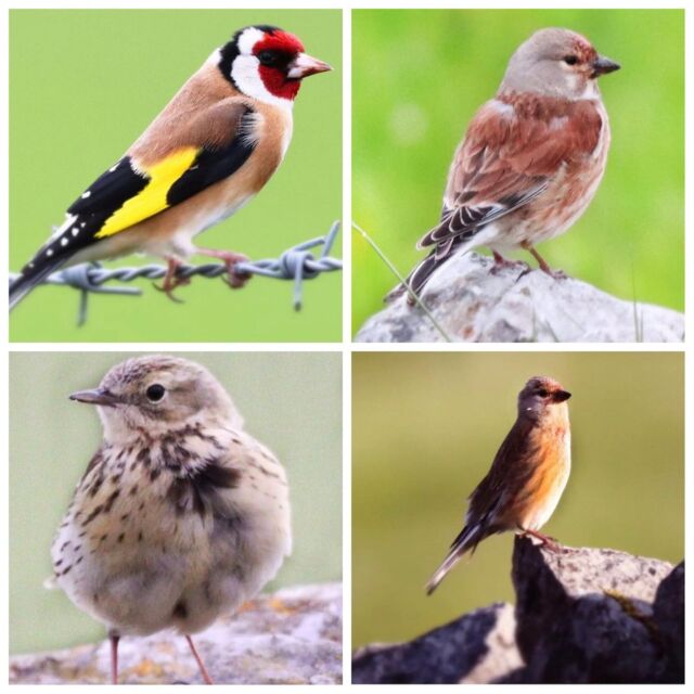 Monday morning tea break in the Peaks.

Thanks to our guest @tomheyesphotography for these great shots taken at Wheeldon Trees Cottages.

#linnet #meadowpipit #commongoldfinch #birds #birdspotting #birdphotography #birdsofinstagram #birdsofig #peakdistrictwildlife #derbyshirewildlife #derbyshirewildlifetrust #twitcher #spottedinthepeaks