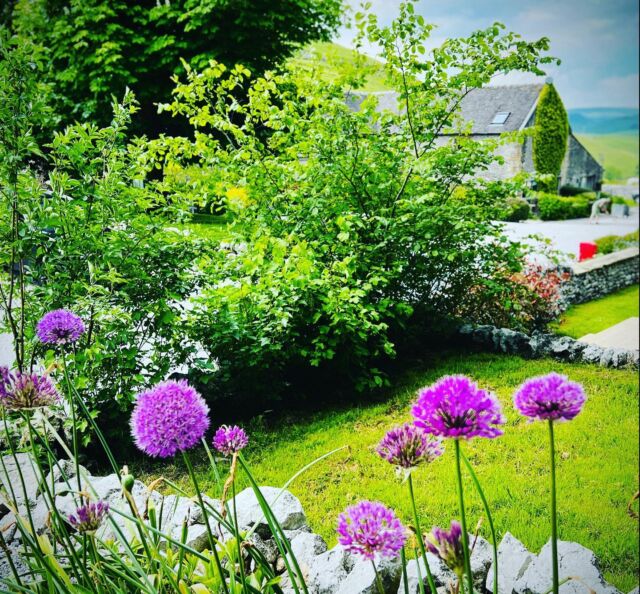 If you look carefully you can see our head of gardening (Steve) hard at work.#garden #gardening #alliums #peakdistrict #gardendesign #gardeninspiration #wheeldontreescottages #holidaycottages #smallbusiness #buxton #premiercottages #coolstays #airbnbhosts #airbnbsuperhost #airbnb #airbnbhomes