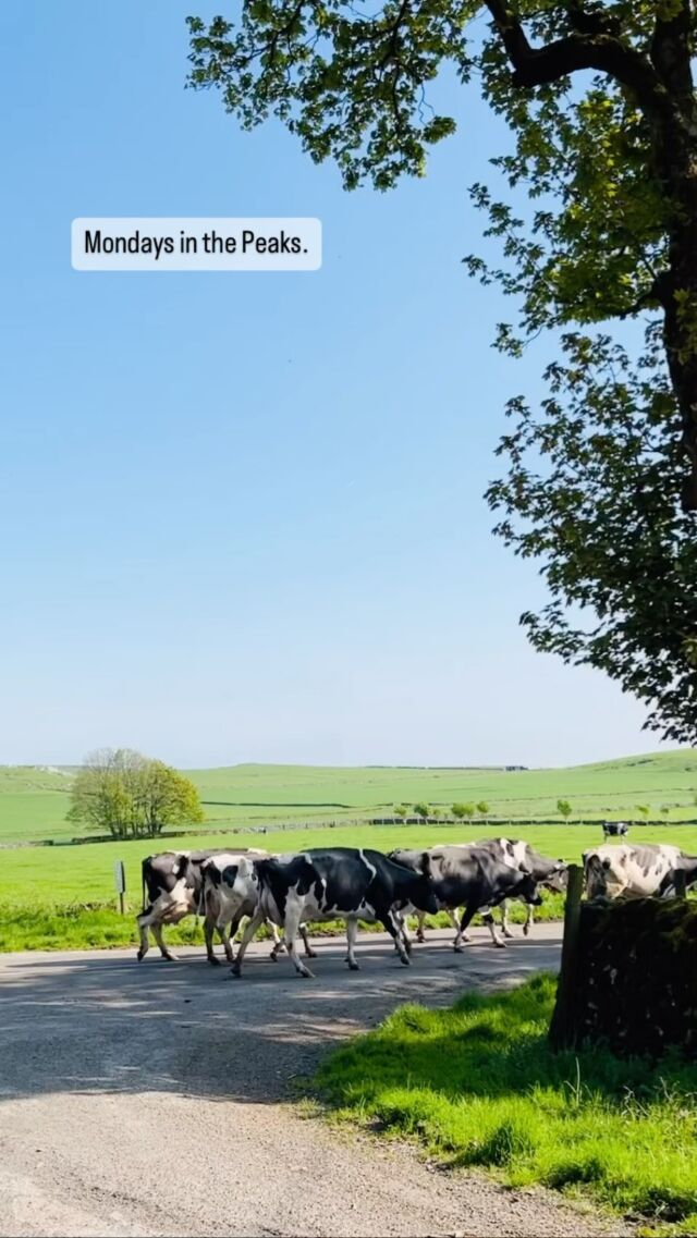 Life in the Wheeldon Trees slow lane.#wheeldontrees #wheeldontreescottages #countrylife #countrygirl #earlsterndale #highwheeldon #peakdistrict #peakdistrictnationalpark #derbyshire #farmlife #farming #ukfarming #farmlife #farmanimals