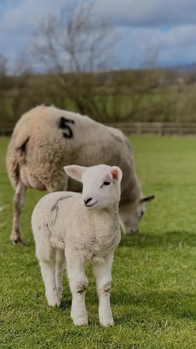 Days like these 🌷#SpringVibes #HelloSpring #PeakDistrict #SlowLiving #WeekendGetaway